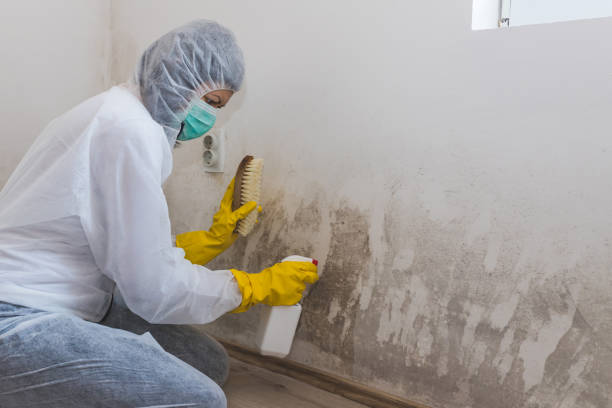 Reliable Boerne, TX Mold Remediation Solutions