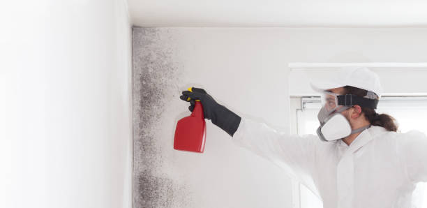 Best Residential Mold Remediation in Boerne, TX