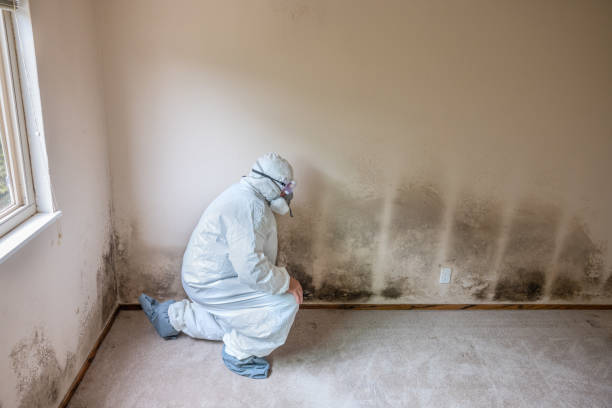 Best DIY Mold Remediation Support Services in Boerne, TX