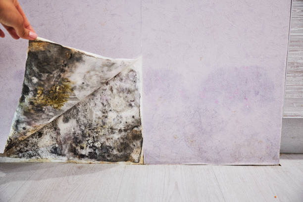 Best Black Mold Remediation in Boerne, TX